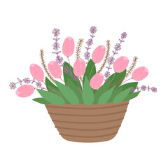 Spring flowers in basket isolated in flat cartoon design. Beautiful blooming bouquet with soft pink tulips, twigs, herbs and green plants for springtime. Vector illustration isolated composition
