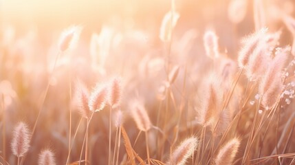 Soft focus of grass flowers with sunset light, peaceful and relax natural beauty, spring Easter wild flowers background concept - obrazy, fototapety, plakaty