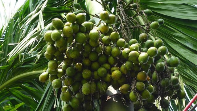 Green ripe betel nuts hanging on the tree. Areca fruits on a tree.