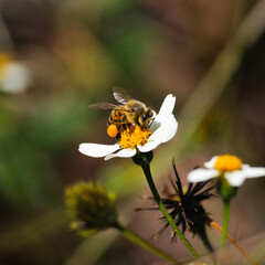 bee pollinating