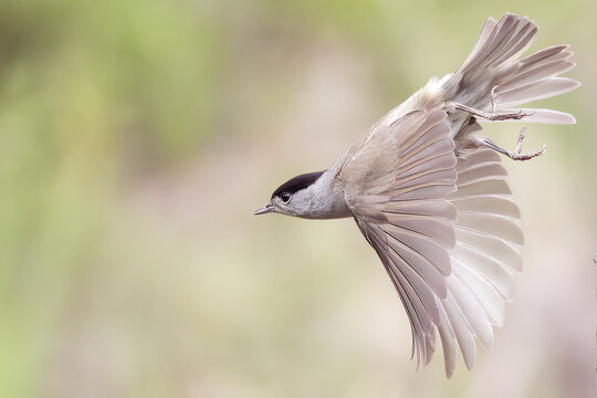 An eurasian blackcap Sylvia atricapilla