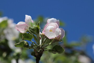 Kwiat jabłoni - obrazy, fototapety, plakaty