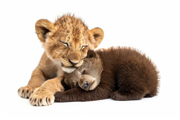 寄り添って眠るライオンの子供と子熊(背景無し,白背景)