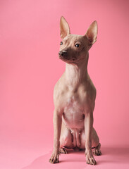 American Hairless Terrier dog poses against a blush pink backdrop, its gaze thoughtful and composed