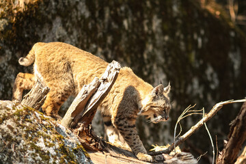 Bobcat Hunting in Yosemite