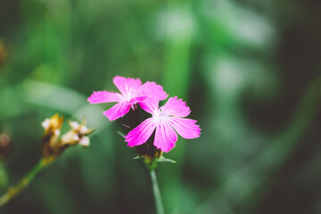 Small pink purple flowers on green natural background. Blooming flora in spring garden. Wildflowers blossoming in summer meadow. Floral postcard.