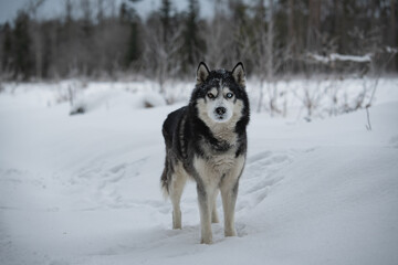 Husky dog walking ​​ in the forest in nature in winter.