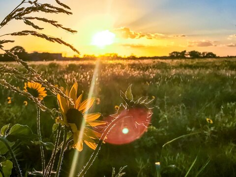 Sunflowers at sunset