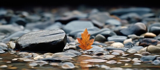 Solitary leaf on the stony shore.