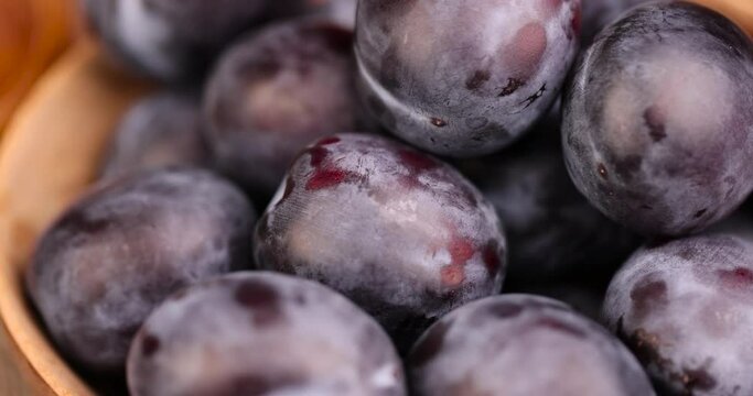 Wet purple plum on the table, delicious fresh harvest of oval-shaped and purple-colored plums in drops of water