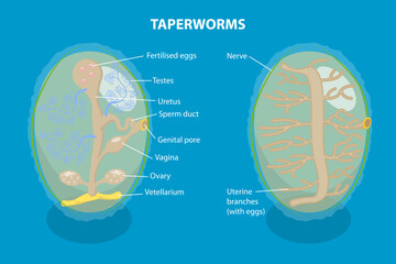3D Isometric Flat Vector Illustration of Proglottid of Taperworm, Taenia Solium