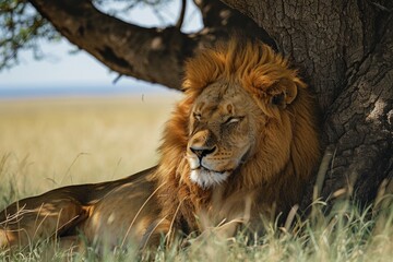  majestic lion resting under the shade of an acacia tree in the African savannah