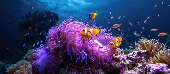 Fototapeta na wymiar A lovely purple anemone on a coral reef holds a family of False Clownfish.