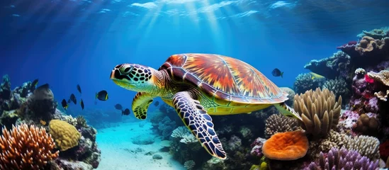 Fotobehang Oceanic video of a sea turtle in its natural habitat amongst vibrant coral reef. © TheWaterMeloonProjec