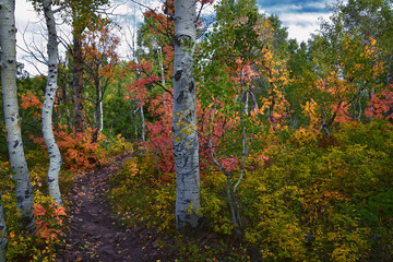Timpanogos back Willow Hollow Ridge, Pine Hollow Trail hiking trail view Wasatch Rocky Mountains, Utah.