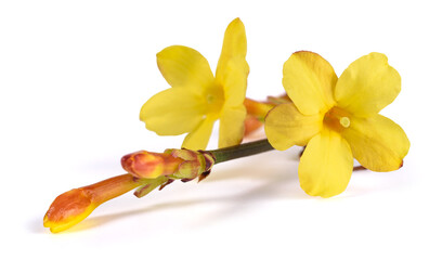 Winter jasmine flowers