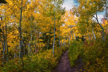 Timpanogos back Willow Hollow Ridge, Pine Hollow Trail hiking trail view Wasatch Rocky Mountains, Utah.
