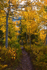 Timpanogos back Willow Hollow Ridge, Pine Hollow Trail hiking trail view Wasatch Rocky Mountains, Utah.