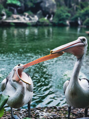pelican on the beach