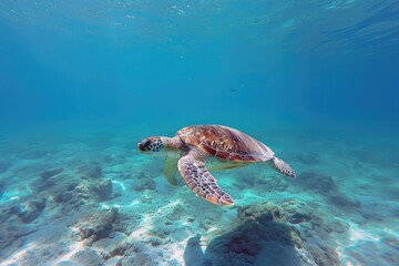 Obraz premium A graceful sea turtle glides through the clear blue water, its ancient reptilian body at home among the vibrant coral reef and other magnificent marine organisms