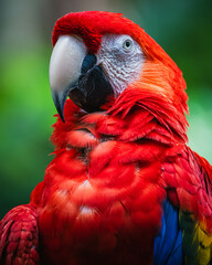 Scarlet macaw (Ara macao)