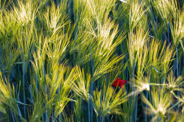 golden wheat field in summer