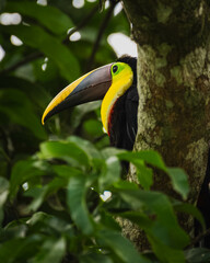 Yellow-throated toucan (Ramphastos ambiguus)