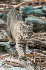 Fototapeta premium Bobcat Hunting in Yosemite