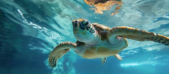 Poster Clear sea turtle captured underwater. © AkuAku
