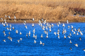 狩りのために飛翔する美しいハヤブサ（ハヤブサ科）と逃げ惑うカモ類。

日本国栃木県栃木市、渡良瀬遊水地にて。
ラムサール条約登録地。
2024年1月7日撮影。

Beautiful Peregrine Falcon (Falco peregrinus, family comprising falcons) in flight for hunting and fleeing ducks.

At W