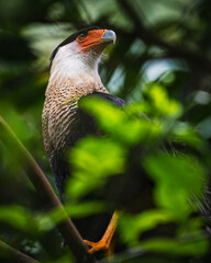 Crested caracara (Caracara plancus)