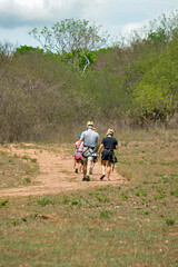 Fototapeta premium hikers on the trail, rural landscape, tree in the field, tree in the caatinga, caatinga, group on the trail, adventure sport 