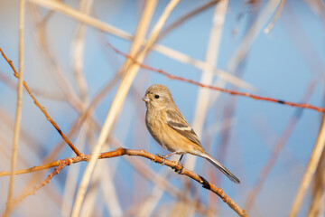 食事中の可愛いベニマシコ（アトリ科）。

日本国栃木県栃木市、渡良瀬遊水地にて。
ラムサール条約登録地。
2024年1月7日撮影。

A lovely Long-tailed Rosefinch (Uragus sibiricus, family comprising finches) at mealtime.

At WATARASE Retarding Basin, Tochigi, Japa
