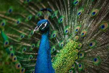 Fototapeta premium Indian peafowl (Pavo cristatus)