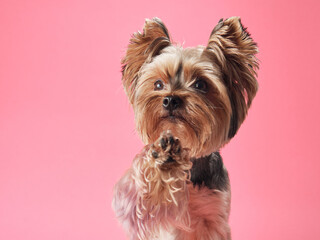 dog Greeting, this adorable Yorkshire Terrier raises a paw against a soft pink background, its tiny face expressing curiosity