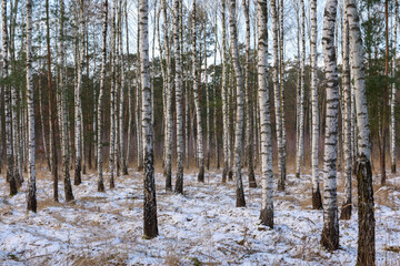 zimowe las brzozowy