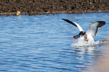 飛翔する美しく大きなツクシガモ（カモ科）。

日本国栃木県栃木市、渡良瀬遊水地にて。
ラムサール条約登録地。
2024年1月7日撮影。

Large and beautiful Common Shelduck (Tadorna tadorna, family comprising ducks) in flight.

At WATARASE Retarding Basin, Tochigi, Ja