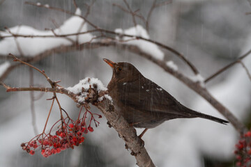 blackbird (Turdus merula) merlo
