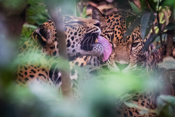 Jaguar (Panthera onca)