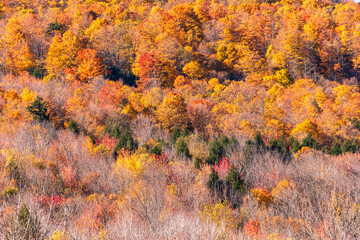 colorful and vibrant autumn foliage on the landscape of the  Catskills mountains in New York State. 