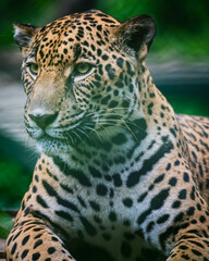 Jaguar (Panthera onca)