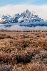 dramatic autumn foliage in the Grand Tetons in Wyoming  as yellow colored trees , peaceful Snake River and snow capped mountains fill the background.