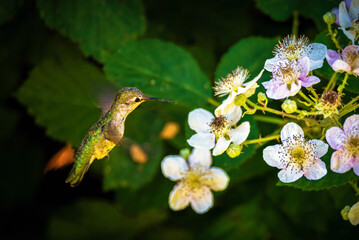 Hummingbird with flowers