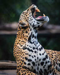 Jaguar (Panthera onca)