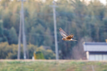 狩りのために飛翔する美しいハイイロチュウヒ（タカ科）。

日本国栃木県栃木市、渡良瀬遊水地にて。
ラムサール条約登録地。
2024年1月7日撮影。

A beautiful Northern harrier (Circus cyaneus, family comprising hawks) in flight for hunting.

At WATARASE Retarding Basin, T