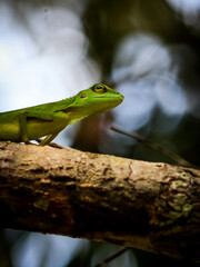 green lizard on a branch