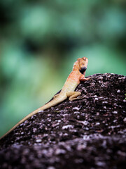 Oriental garden lizard on black rock