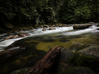 river in the rain forest