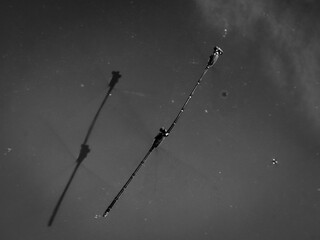 black and white portrait of damselfly with reflection on pond water