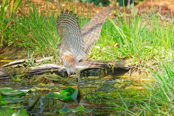 Eurasian sparrowhawk Accipiter nisus Bird of Prey also known as the northern sparrowhawk or the sparrowhawk sitting on a branch. Wildlife in nature. Netherlands.